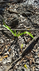 Hymenocallis occidentalis
