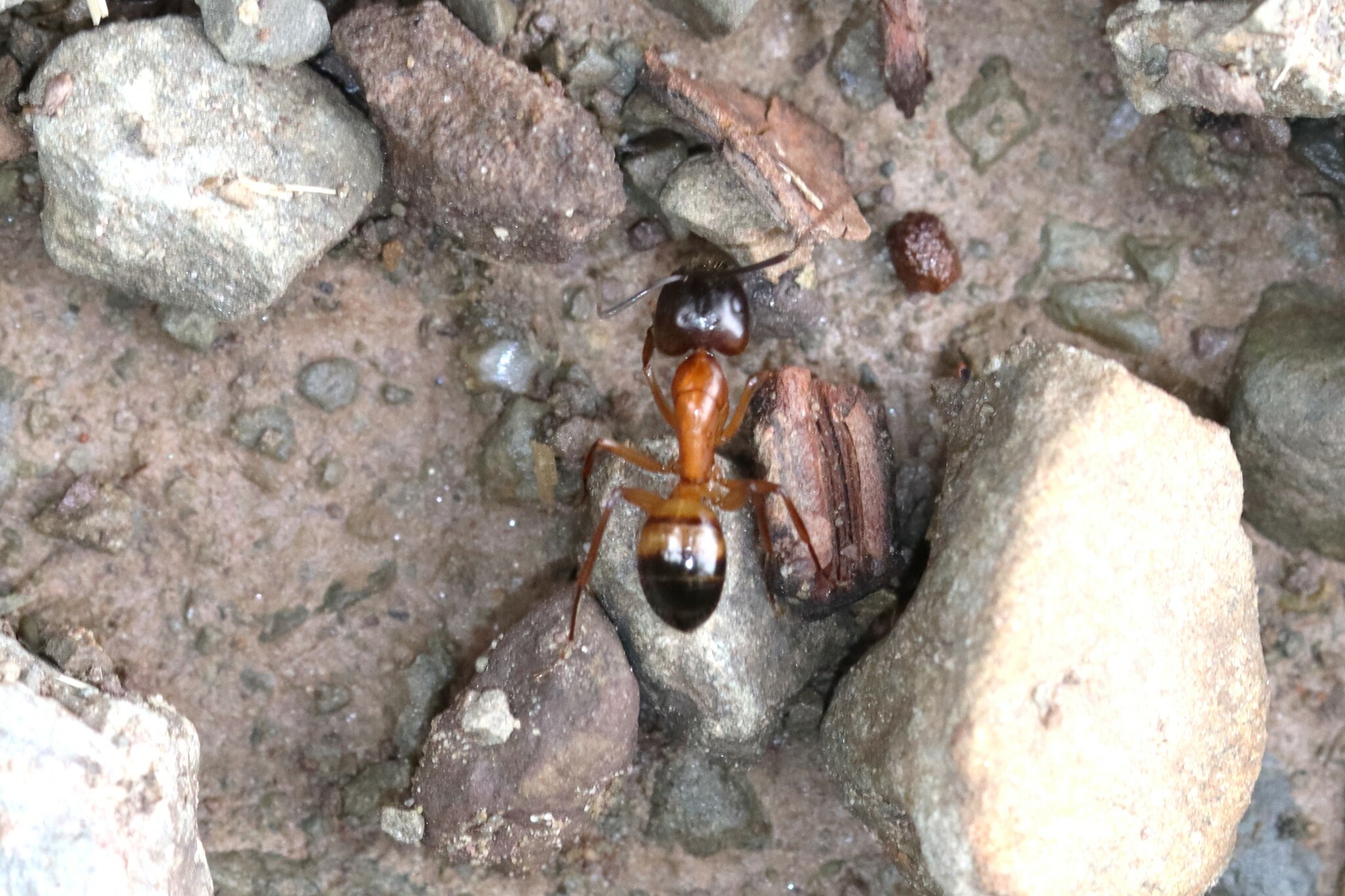 Camponotus kattensis