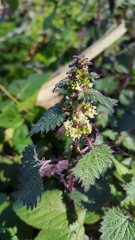 Urtica chamaedryoides