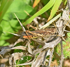 Chorthippus maritimus maritimus