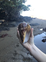 Titanostrombus galeatus