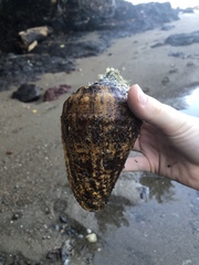 Titanostrombus galeatus