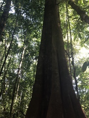 Tachigali versicolor