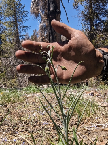Image of Fritillaria pinetorum by (c) Max Miley, some rights reserved (CC BY)