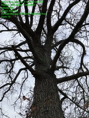 Quercus similis