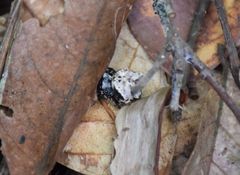 Aspidolasius branicki