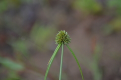 Cyperus lupulinus macilentus