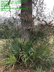 Quercus similis