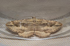 Austrocidaria gobiata