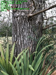 Quercus similis