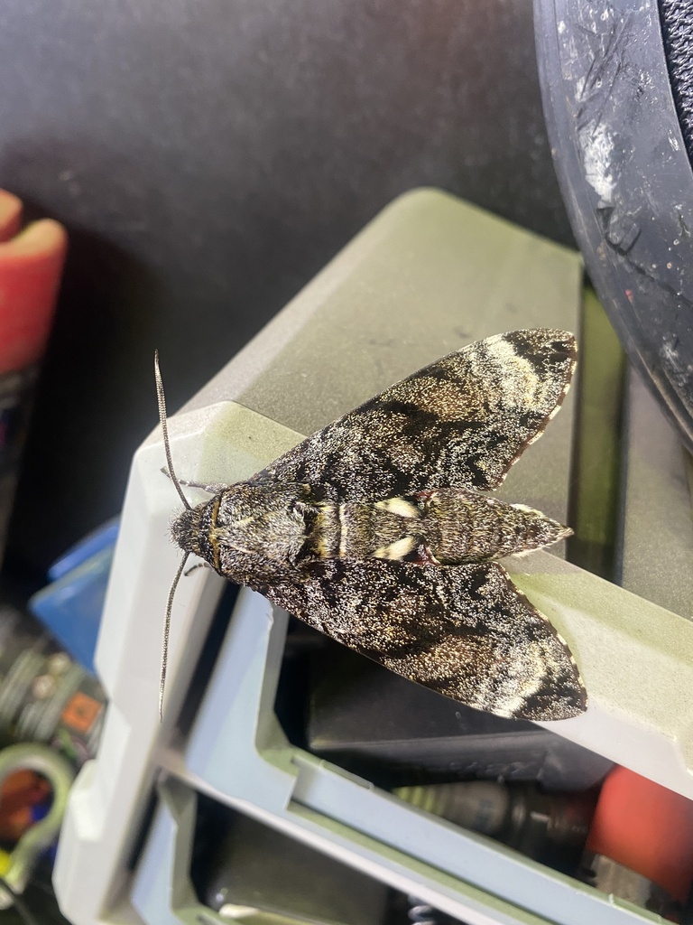 Sphinginae from Henry St, Loganholme, QLD, AU on September 6, 2022 at