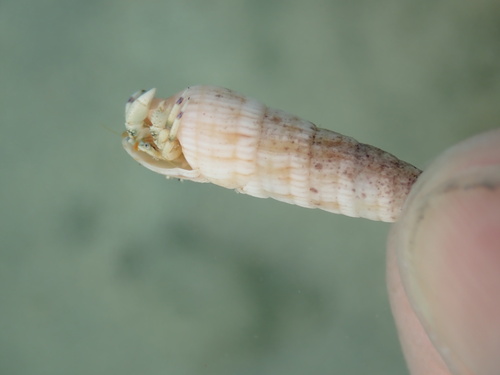 Myurella affinis observed 2023-07-13