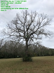 Quercus similis