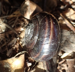 Helminthoglypta sequoicola