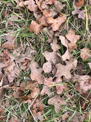 Quercus similis