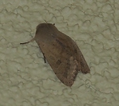 Orthosia pacifica