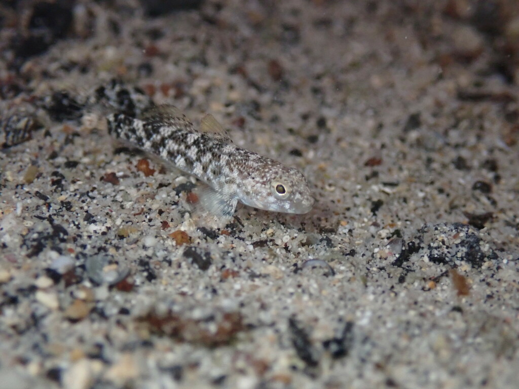 Brownlined Goby