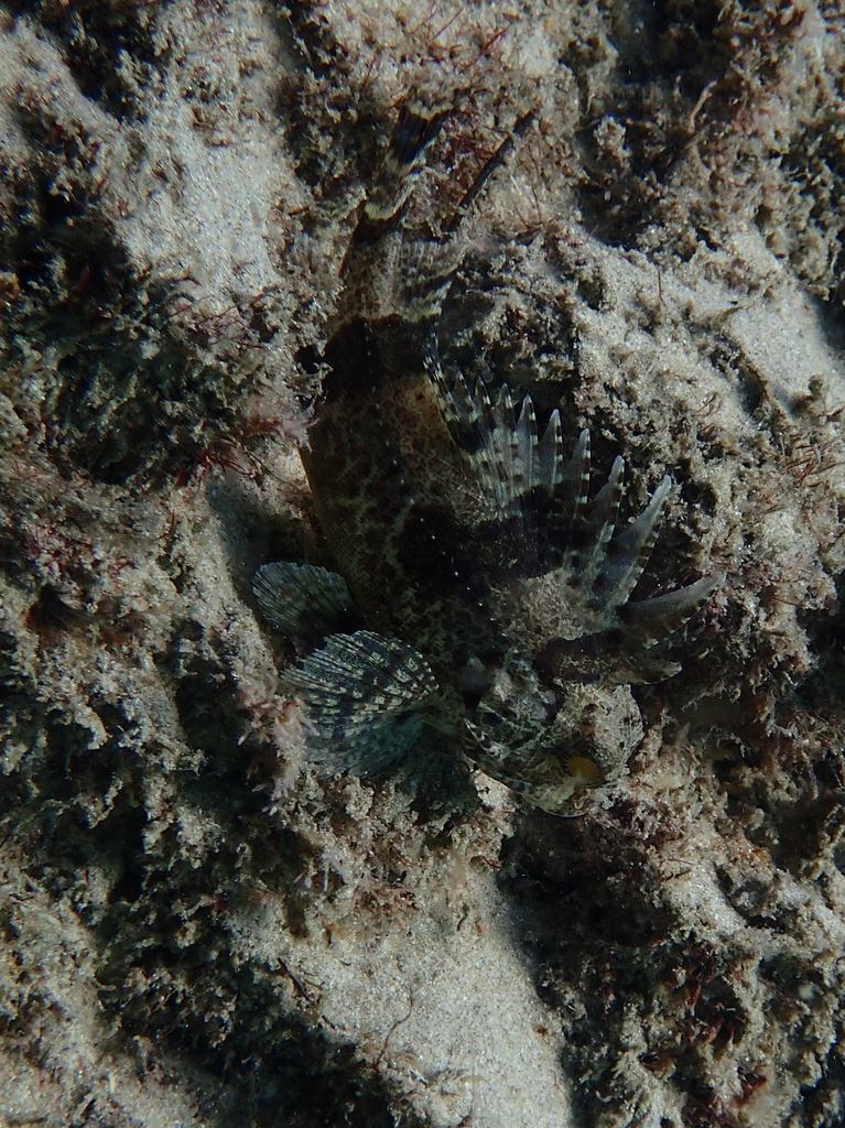 Eastern Fortescue (Centropogon australis)