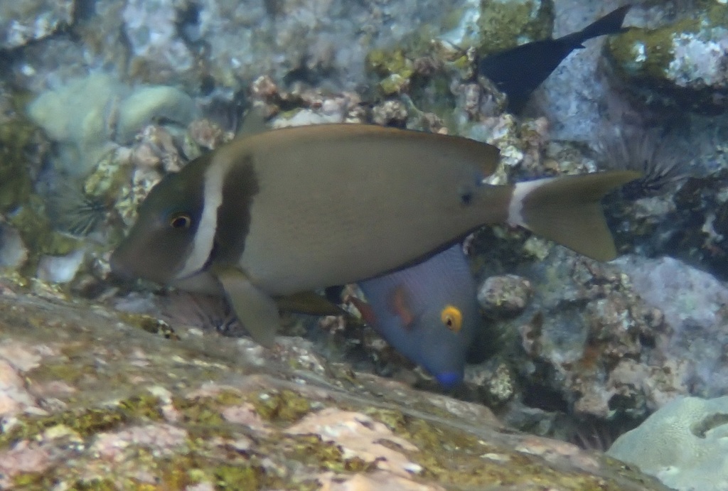 Head-band Surgeonfish