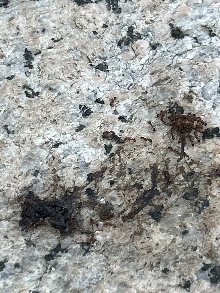 Photo inspiration: Pub Shooting Ant Park Elderly Animals Down Reference: Ants From Sha Tin Park Elderly Fitness Corner 沙田 新界
