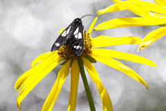 Gnophaela discreta