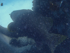 Epinephelus lanceolatus