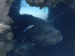 Epinephelus lanceolatus