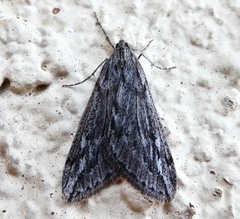 Paleacrita longiciliata