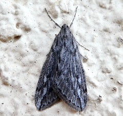 Paleacrita longiciliata