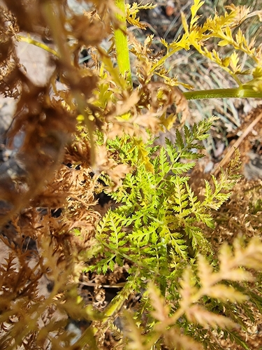 Image of Daucus edulis by (c) Vítor Jorge, some rights reserved (CC BY)