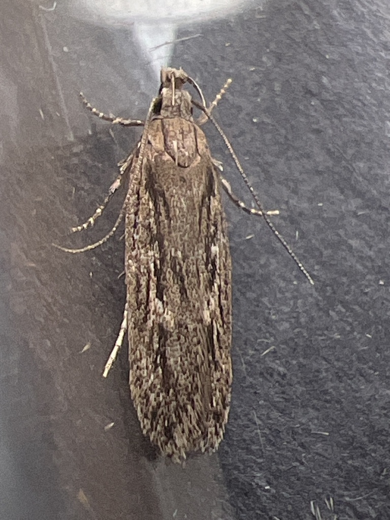 Gelechia senticetella
