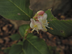 Lonicera fragrantissima