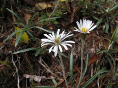 Celmisia major brevis