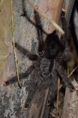Avicularia
