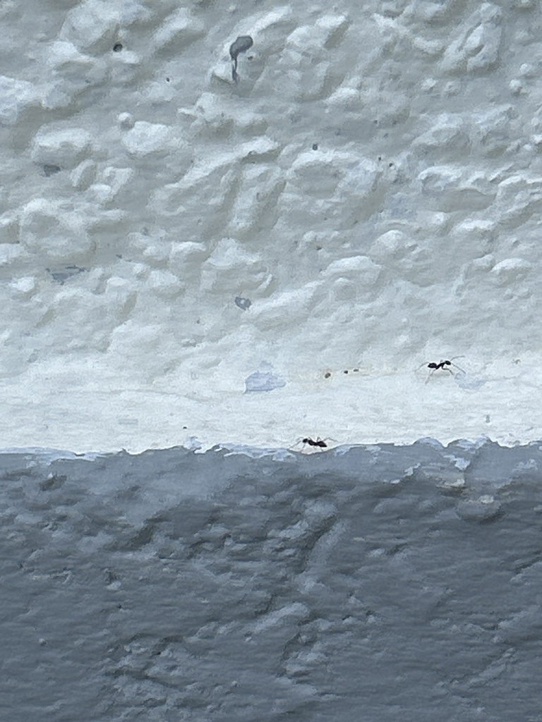 Picture Idea: Longhorn Crazy Ant From Sha Tin Park Elderly Fitness Corner