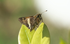 Atalopedes mesogramma