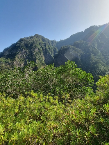 Aquifoliaceae image