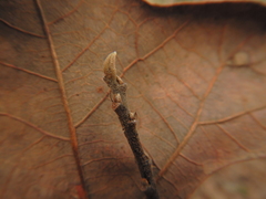 Frangula caroliniana