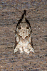 Harmologa amplexana
