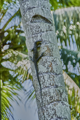 Indian Monitor Lizard photo 2