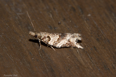 Harmologa amplexana