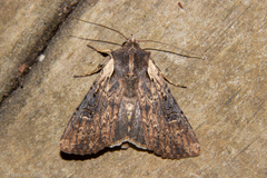 Ichneutica omoplaca