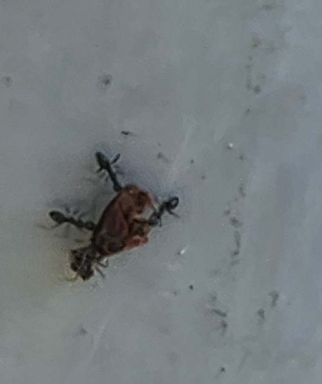 Paratrechina