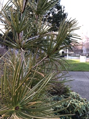 Sciadopitys verticillata