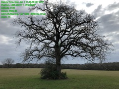 Quercus similis