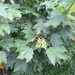 Velvet Maple - Photo (c) MRN, some rights reserved (CC BY-NC), uploaded by MRN
