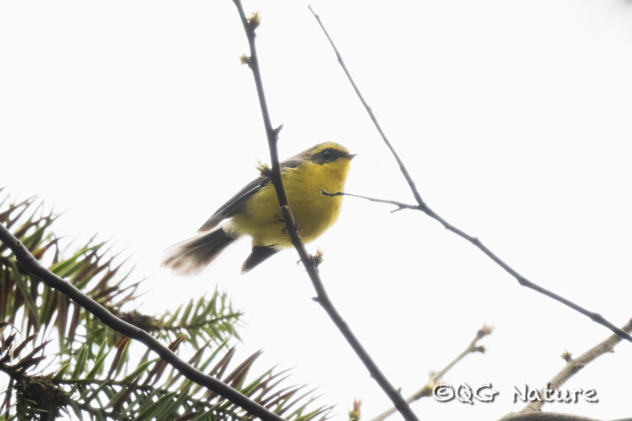 Yellow-bellied Fantail