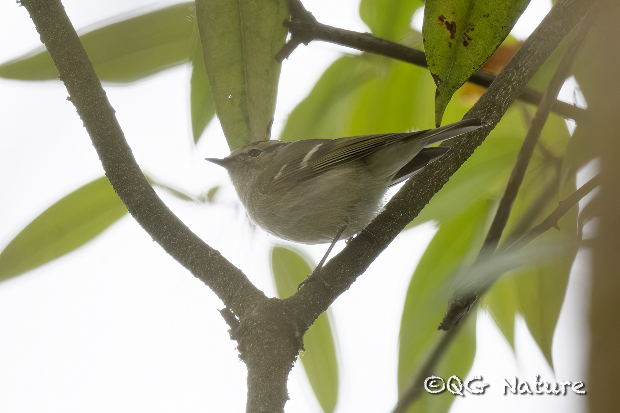 Hume's Leaf Warbler