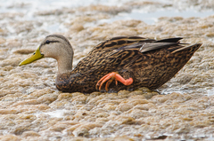 Anas fulvigula maculosa