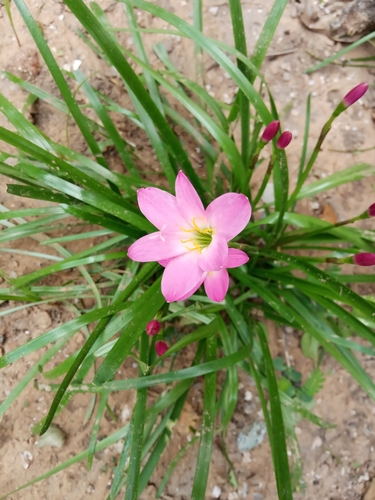 Zephyranthes carinata